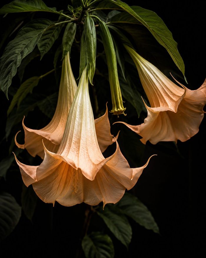 How Does Will Work? — Angel's Trumpet and the machinery of consciousness